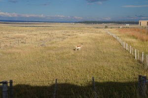 Okay, just one antelope but we had passed many more on the way there. 