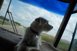 corn dog South Dakota , Iowa, Minnesota 091