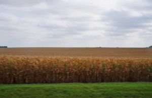corn South Dakota , Iowa, Minnesota 022