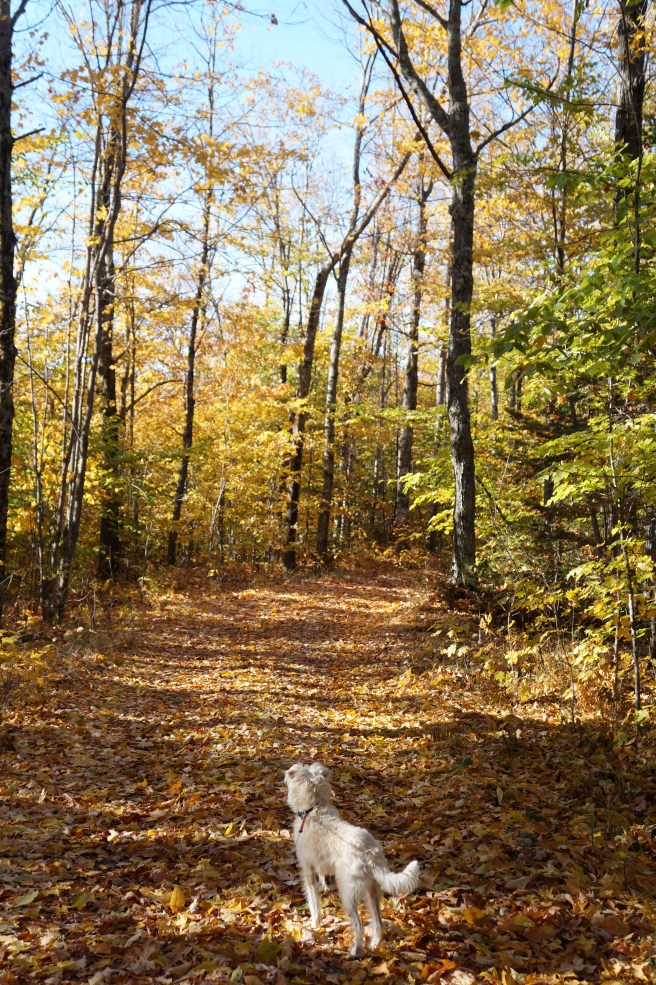 New Hampdhire, Maine 10.23.15 045