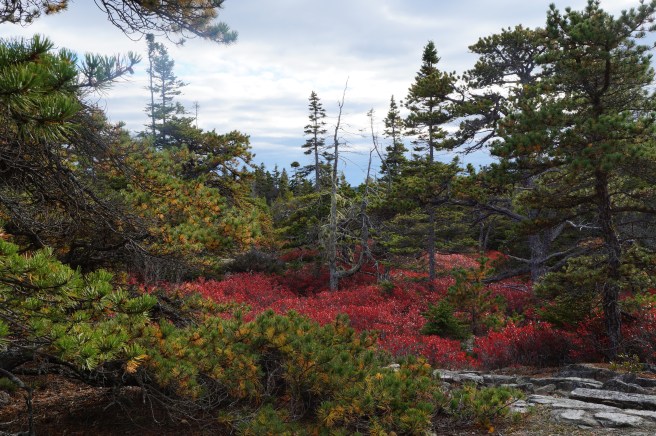 New Hampdhire, Maine 10.23.15 312