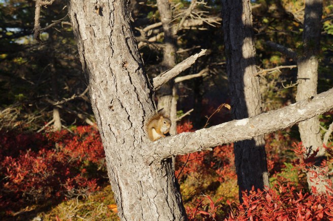 New Hampdhire, Maine 10.23.15 364