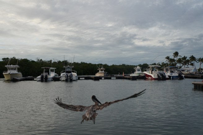 Florida Keys 12.23.2015 117