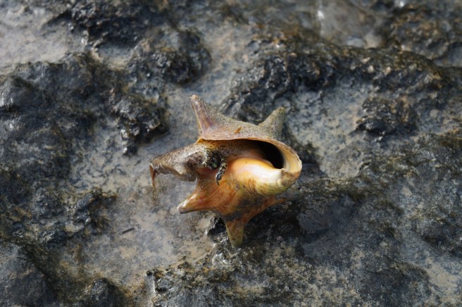 Conche Republic 1.18.2016 019