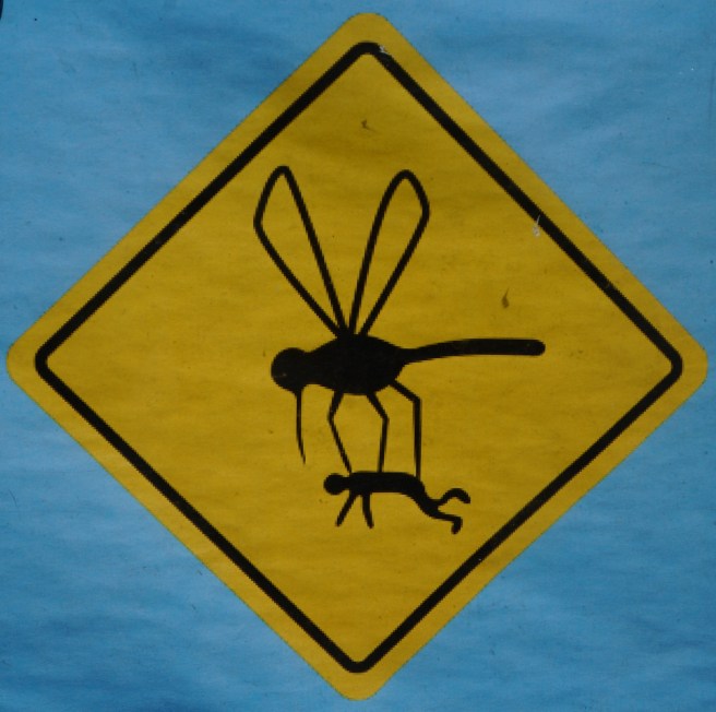 Everglades Feb 8. 2016 020