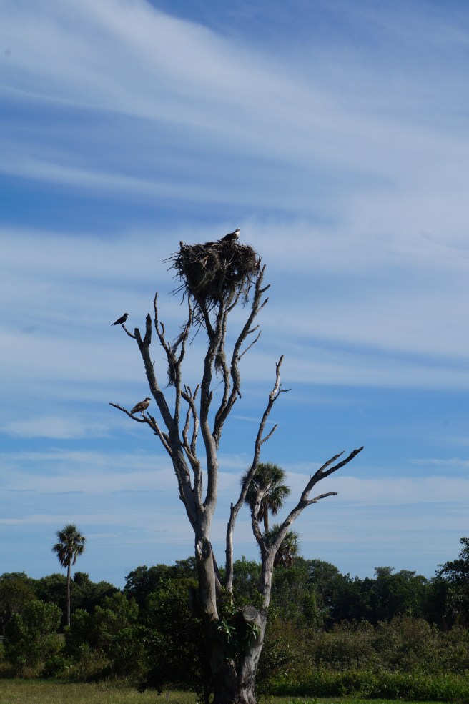 Everglades Feb 8. 2016 024