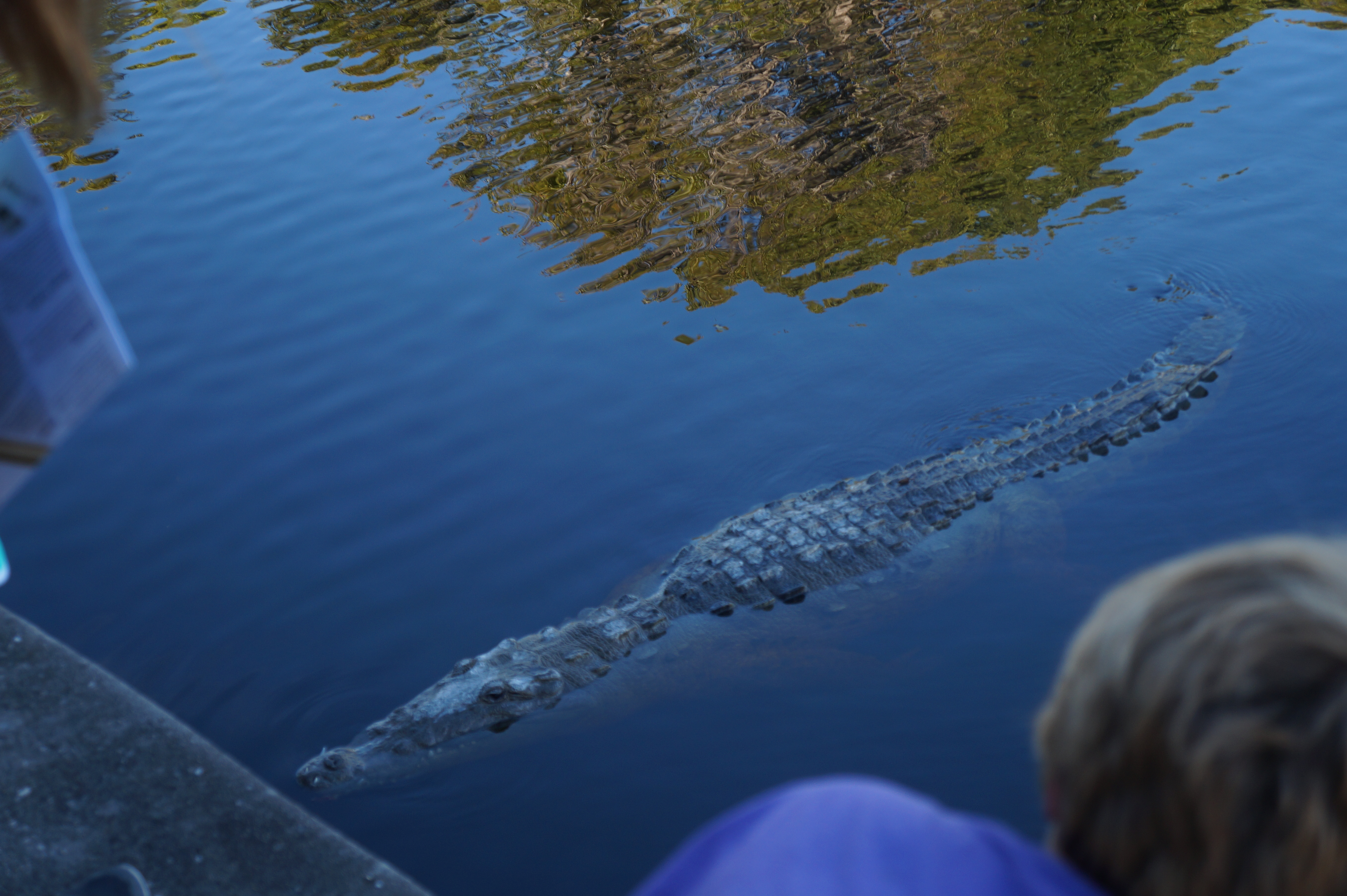 Everglades Feb 8. 2016 049