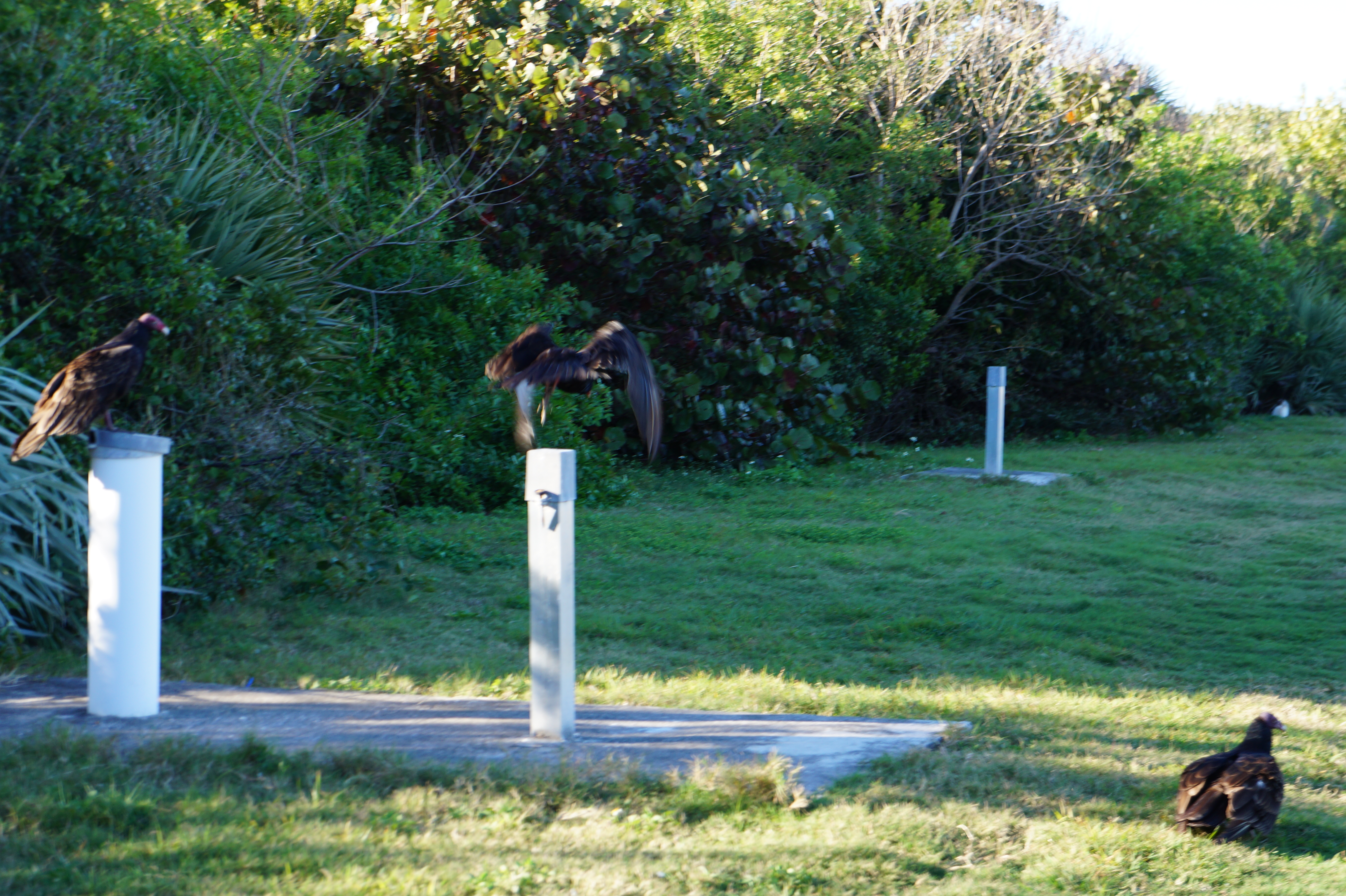 Cape Canaveral, Ft Pierce, Destin 2.29.16 019