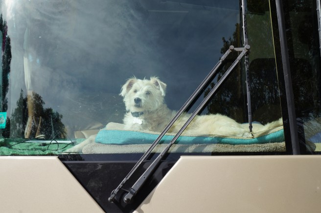 Everglades Feb 8. 2016 081