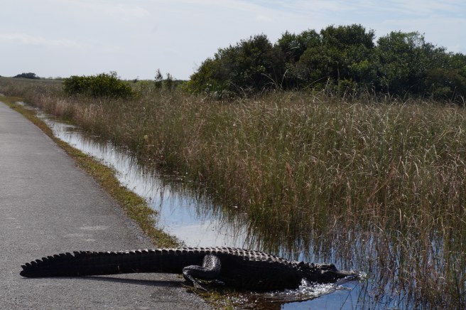 Everglades Feb 8. 2016 125