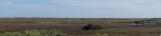Everglades Feb 8. 2016 136
