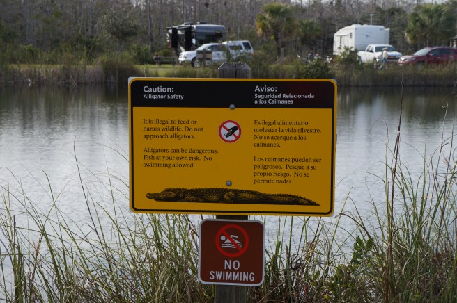 Everglades Feb 8. 2016 170