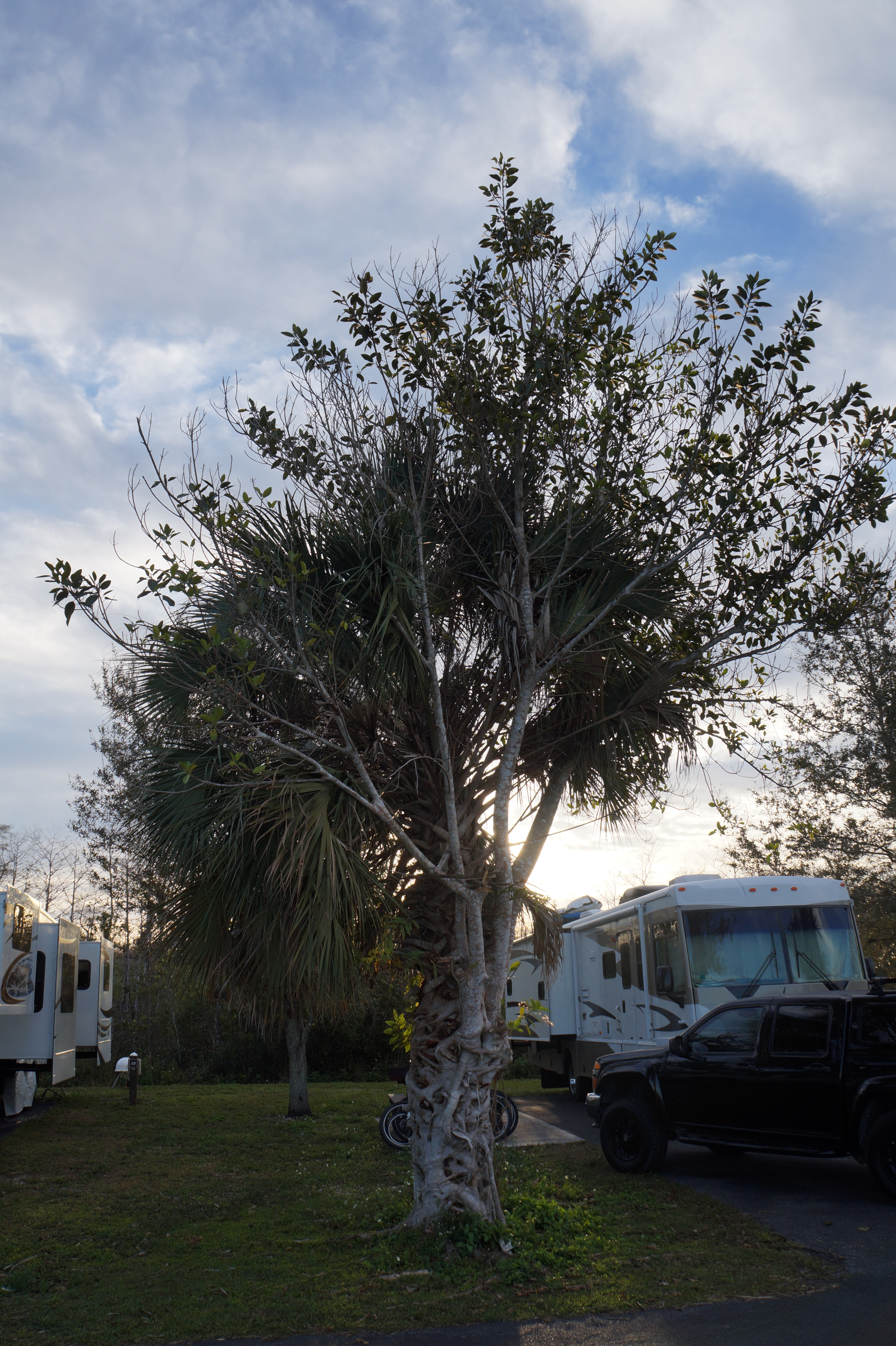 Everglades Feb 8. 2016 174