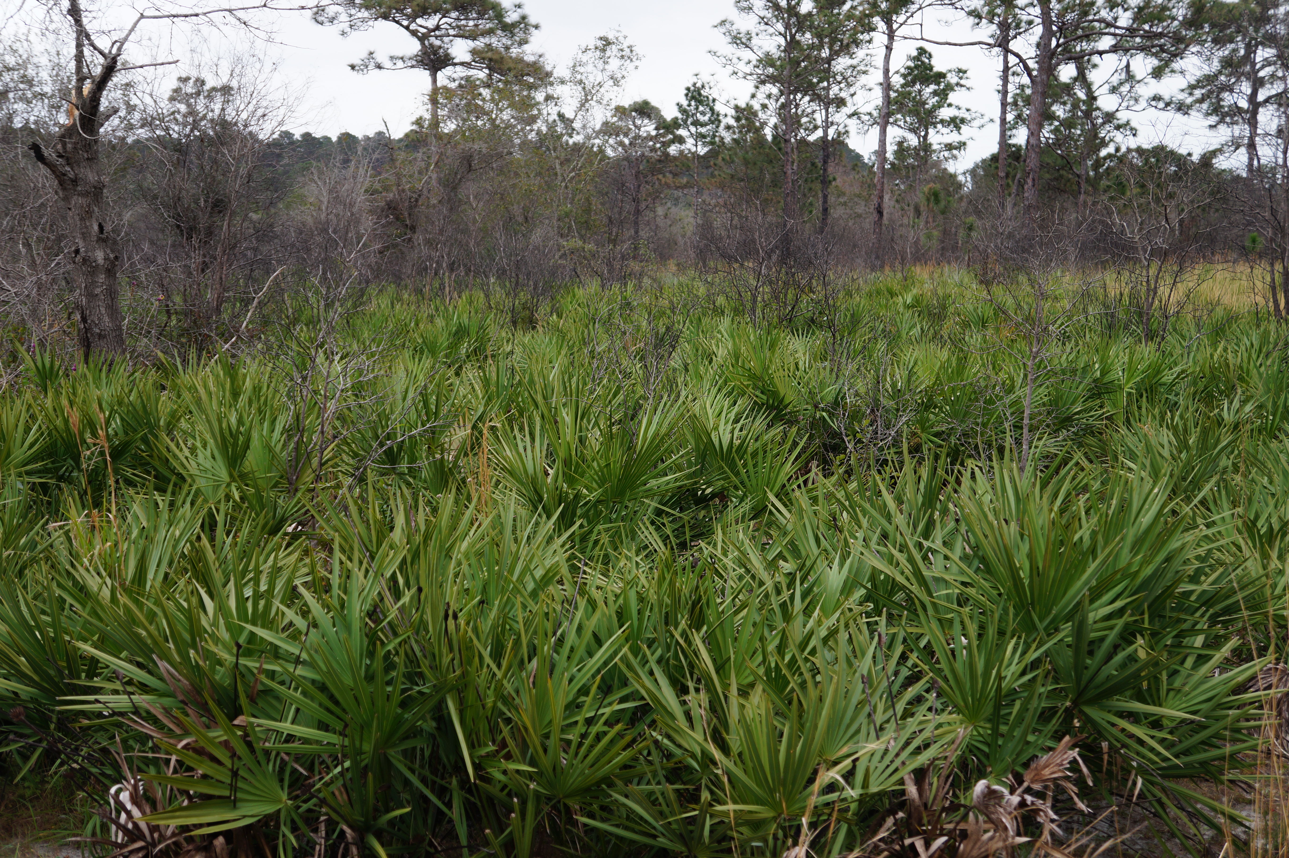 Florida Lake Manatee 2.16.16 024