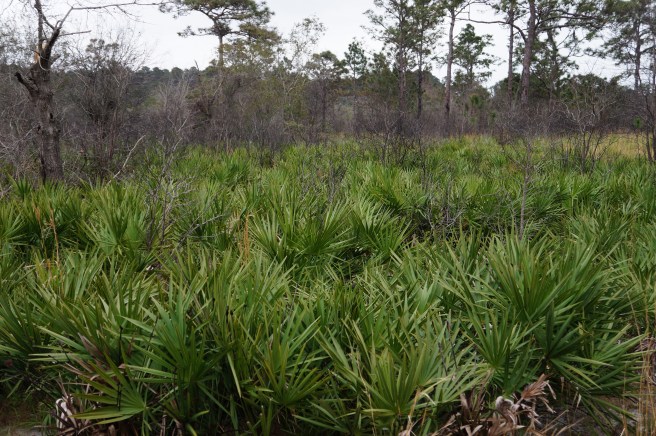 Florida Lake Manatee 2.16.16 024