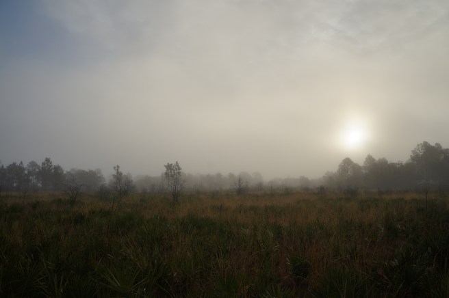 Florida Lake Manatee 2.16.16 044