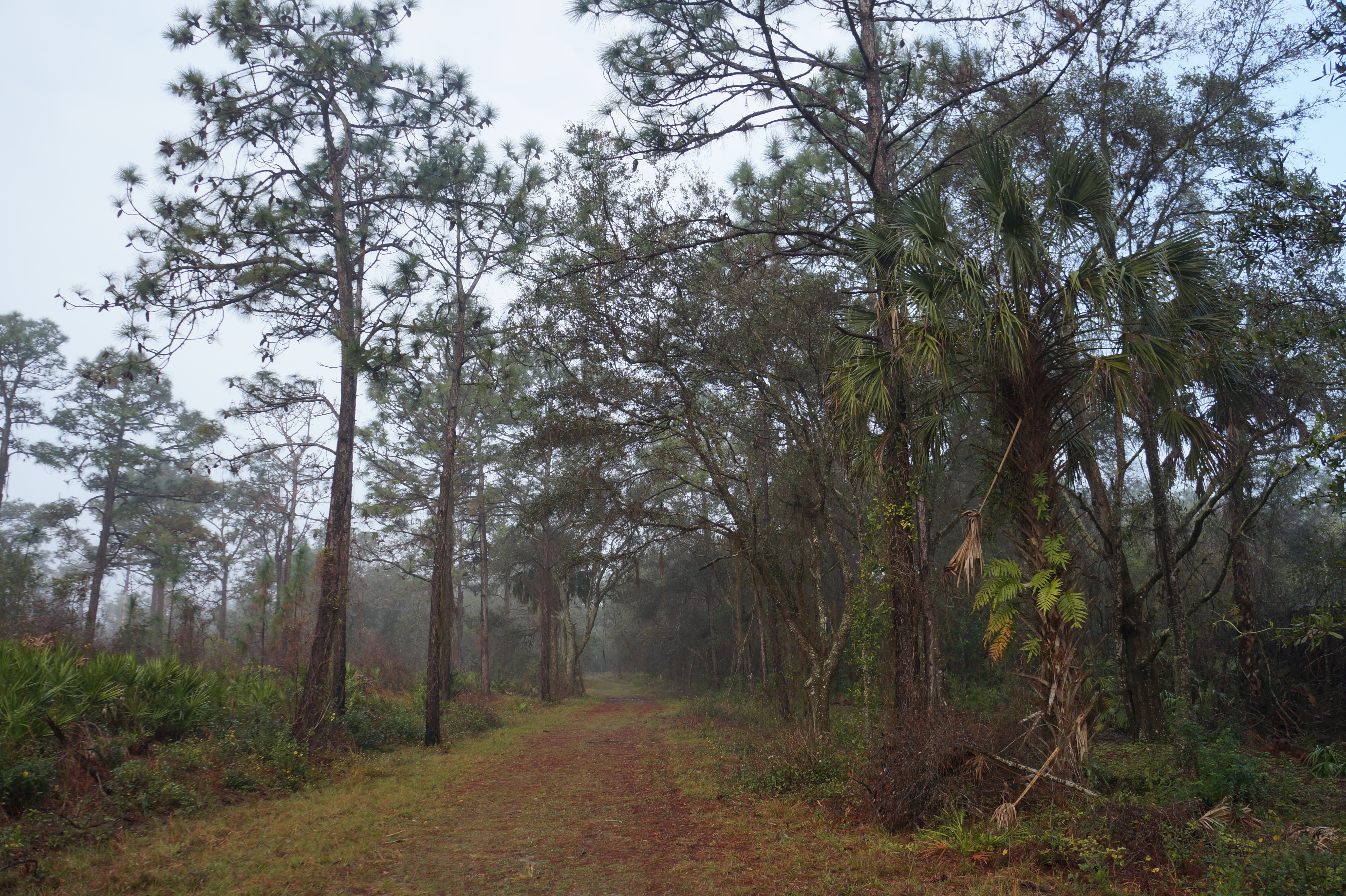 Florida Lake Manatee 2.16.16 049
