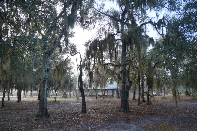 Florida Lake Manatee 2.16.16 053