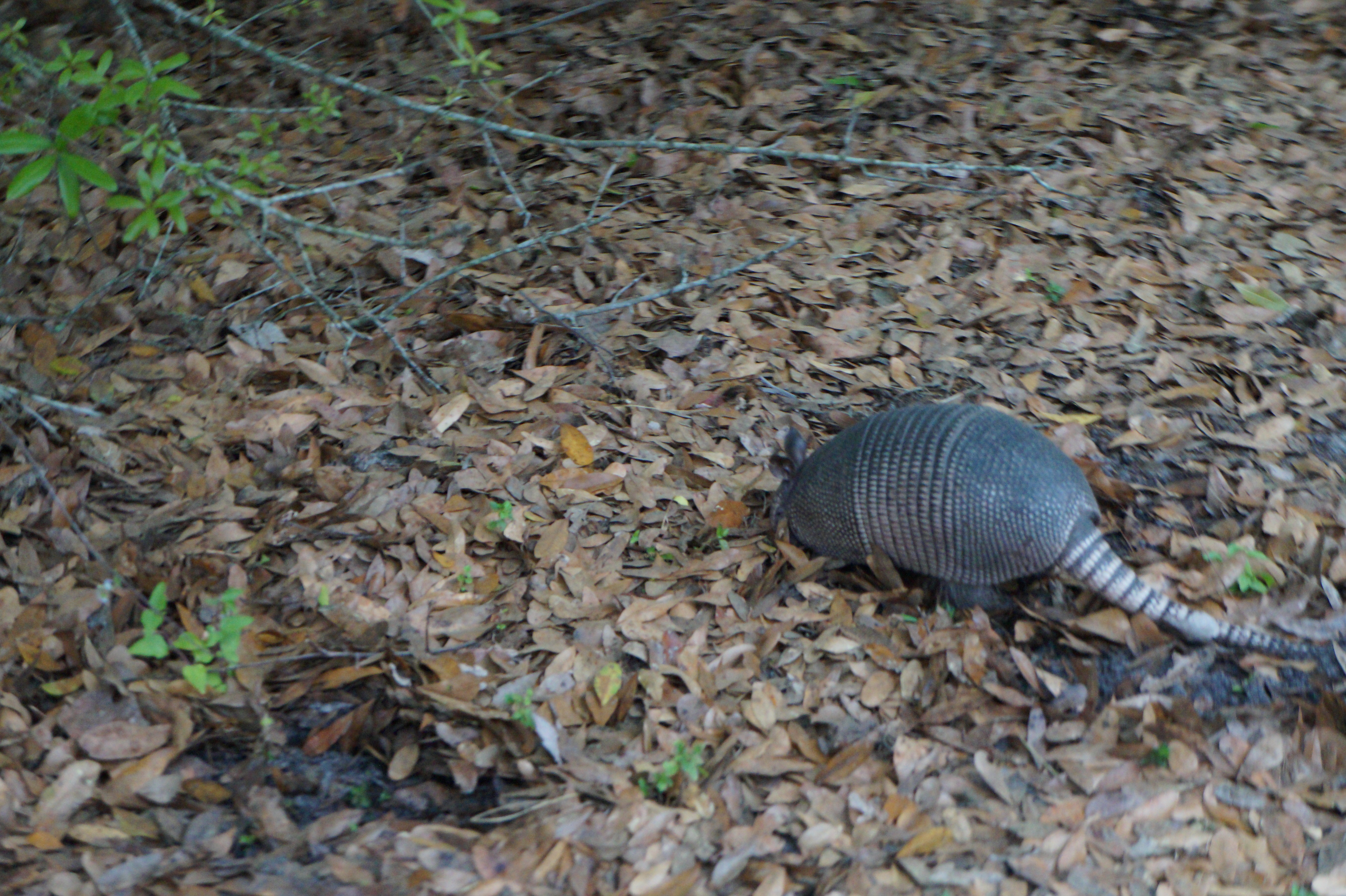 Nokomis to Orlando FL 2.24.16 188
