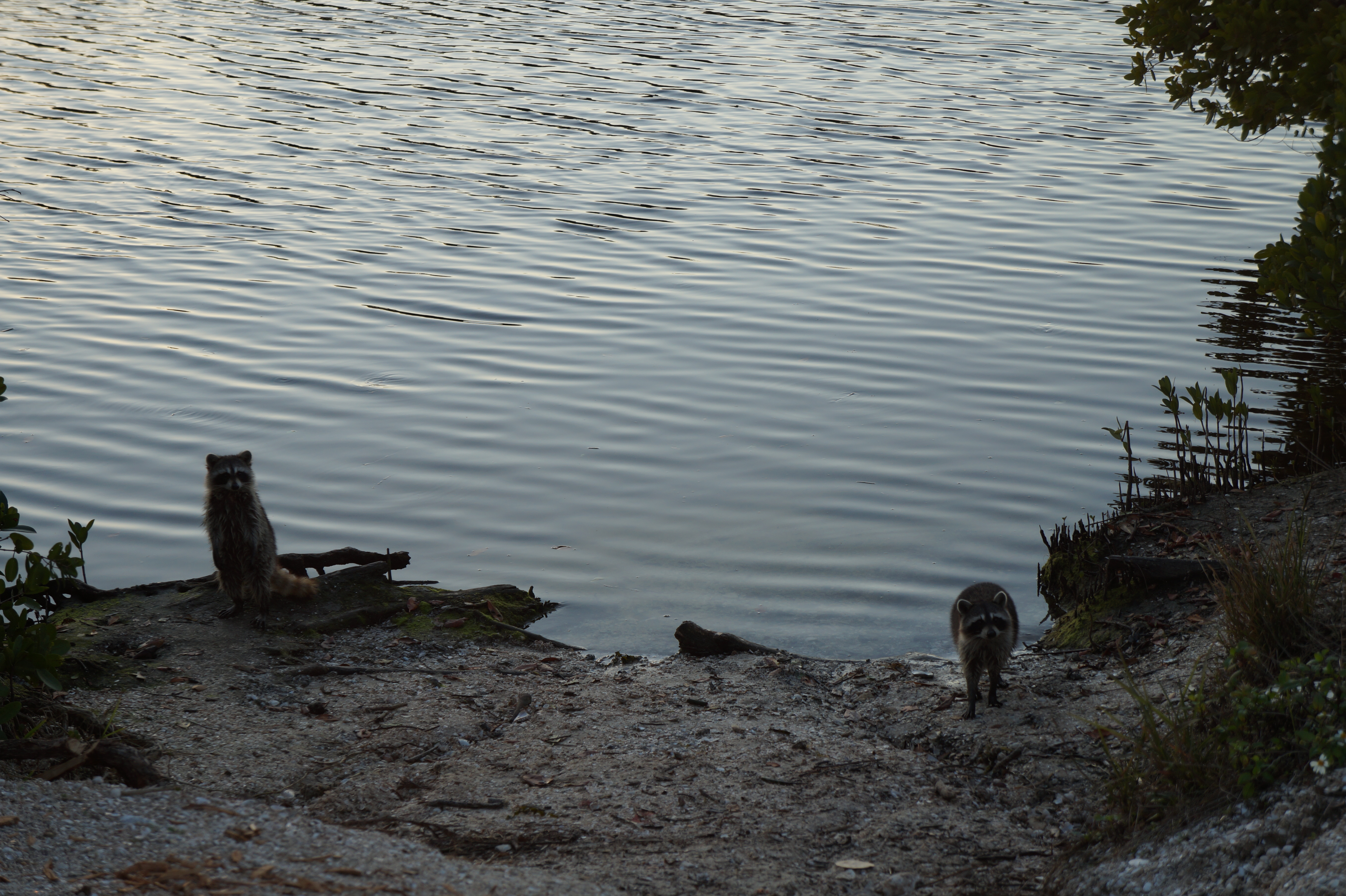 The Dalton's - E.G. Simmons County Park 2.17.16 022