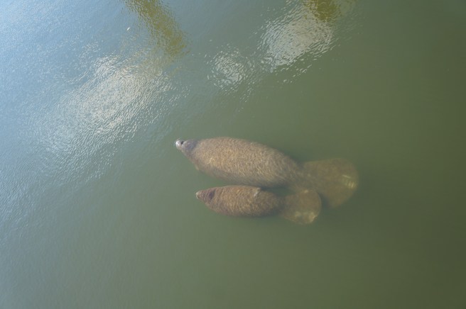 The Dalton's - E.G. Simmons County Park 2.17.16 038