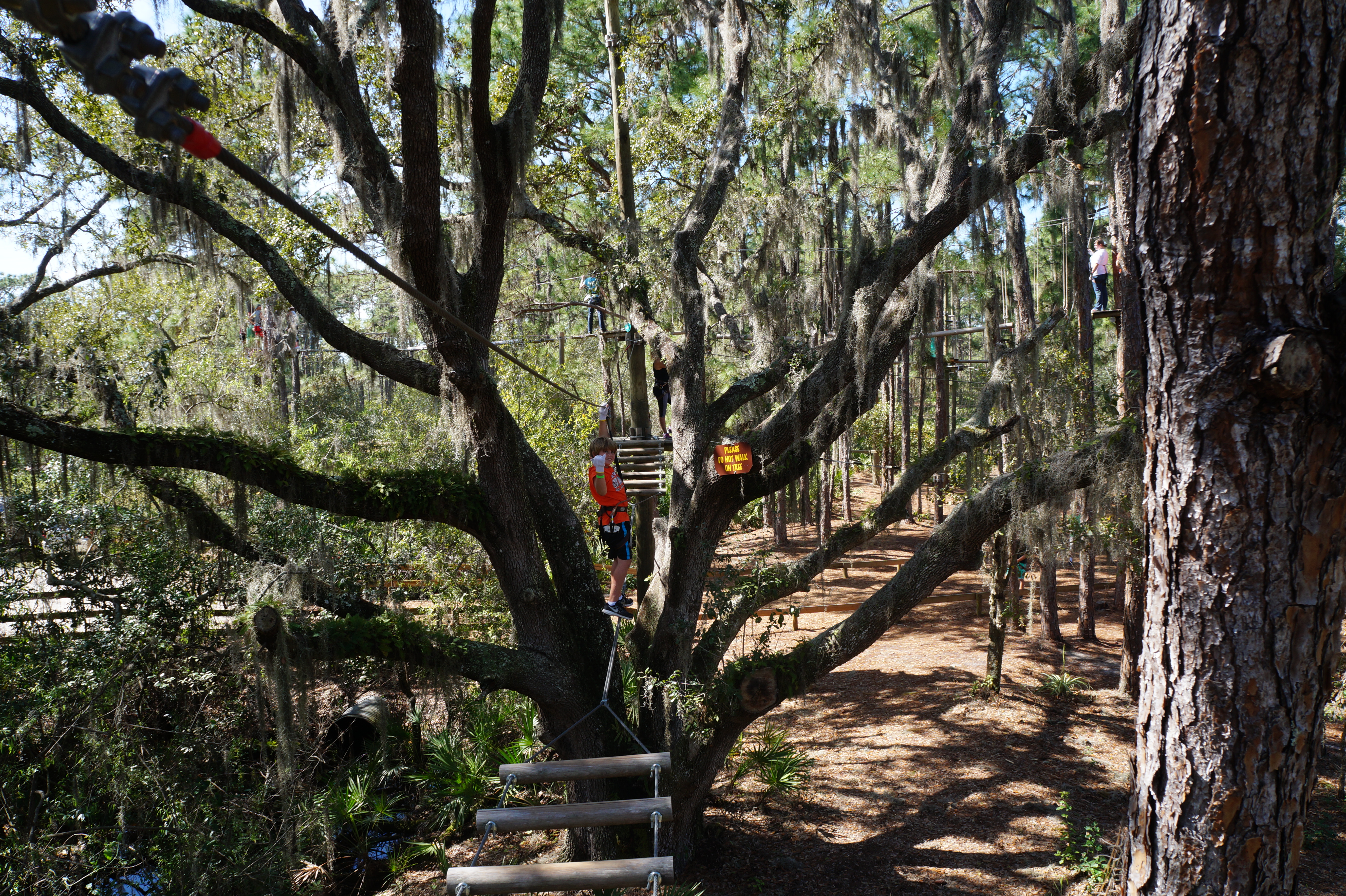 Tree Umph, Bradenton Fl, 2.16.16 021