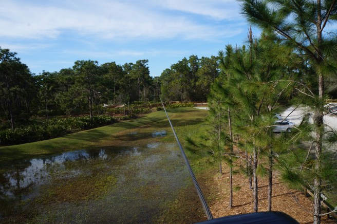 Tree Umph, Bradenton Fl, 2.16.16 111