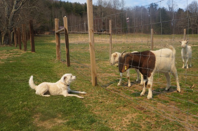 Georgia, Cuz Clyde. Tennessee3.18 028